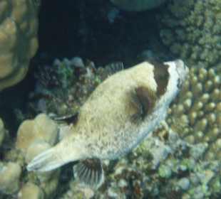 Kugelfisch am Hausriff