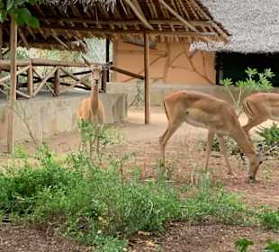"Haustiere" im Satao Camp