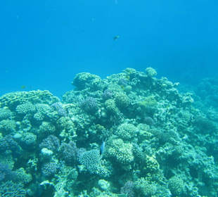 Korallen Riff