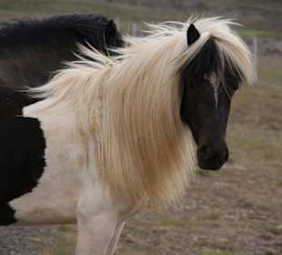 Islandpferde - Umrundung der Vatnsnes Halbinsel