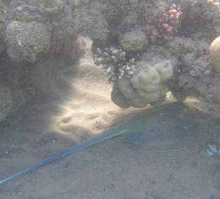 Hotel BEACH Albatros Resort & Spa  