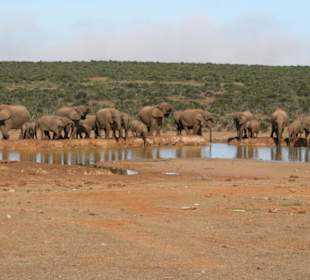 Addo Elephant Park