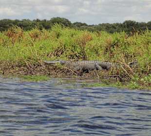 Alligator - etwas näher