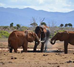 Elefanten am Wasserloch vor der Lodge Tsavo Ost