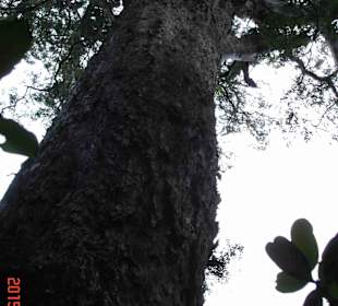 Tsitsikamma National Park