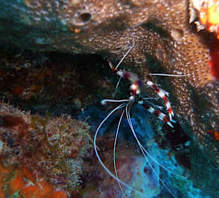 Gebänderte Scherengarnele