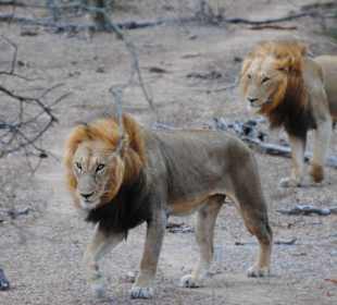 Löwenbrüder Satara