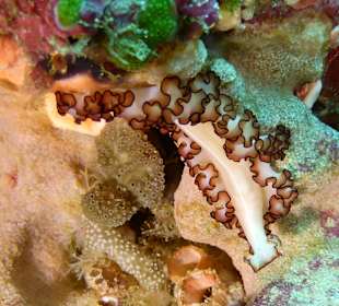 Schnorcheln Raja Ampat