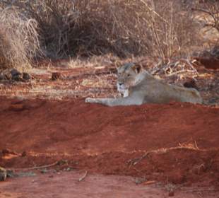Majestät persönlich