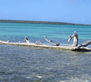 Vögel unterwegs nach Saone