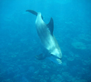 Delfin