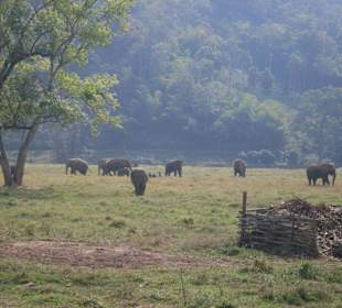 Das Paradies für Elefanten