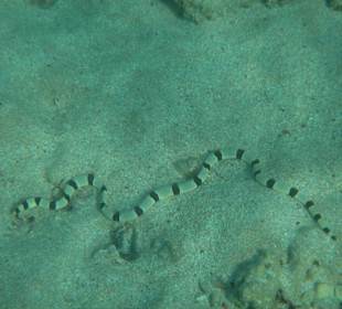 Eine Schlange?  Nein ein Seeschlangenaal