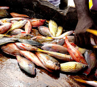 Buntes Sammelsurium nach dem Fang