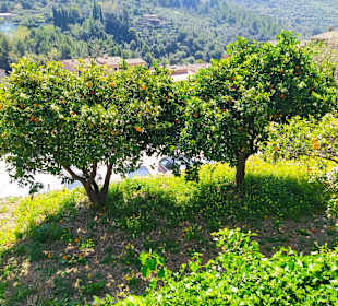 Bäume voller Organgen