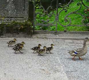 Fürstlich Fürstenbergische Parkanlage