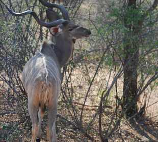 Kudu