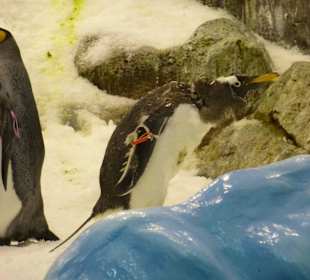 Es schneit im Pinguin Land