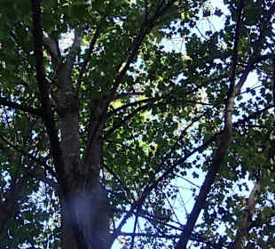 Baumlehrpfad Zollertal