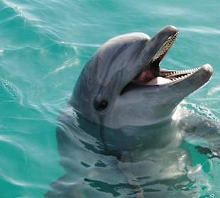 1er von 6 im Dolphine Reef