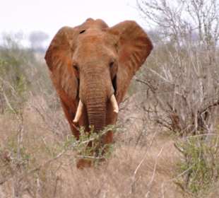 Elephant in Angriffsposition