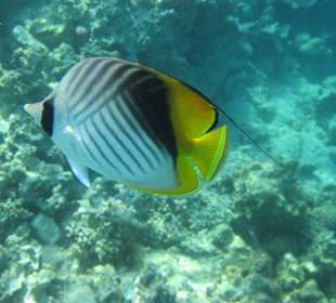 Рыба-бабочка