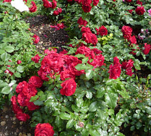 Herrlich duftende Rosenbüsche