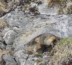 Wandern Bad Hofgastein