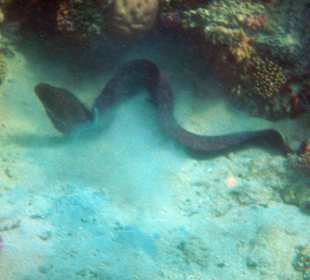 Hausriff Iberotel Coraya Beach