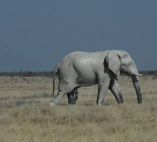 Ausflug in den Etosha Park