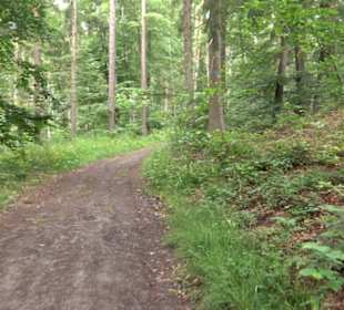 Wanderweg - Alter Steinbruch Pfaffenberg Runde