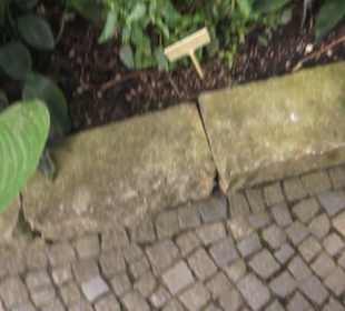 Tropenhaus - Schaugewächs -  Botanischer Garten