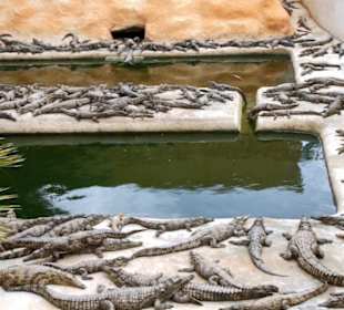 Krokodilnachwuchs
