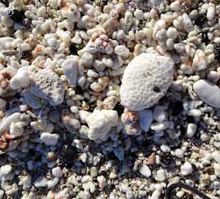 Korallenfragmente im Spülsaum des Strandes