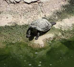 Tiere in der Minigolfanlage