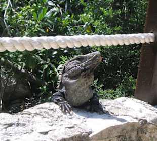 Leguan im Park Xel-Ha