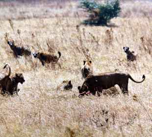Hyänen greifen Löwen an!
