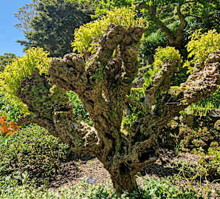 Botanischer Garten Wellington