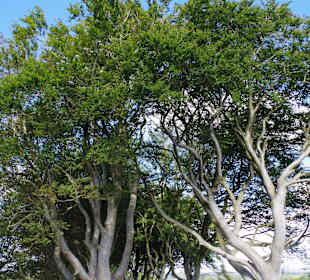 Dark Hedges (Games of Thrones)