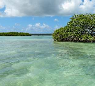 Saona Crusoe VIP Tour - Mangroven