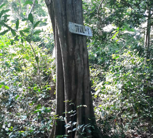 Masingini Forest