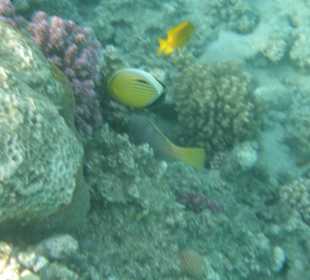 Hauseigenes Hotelriff