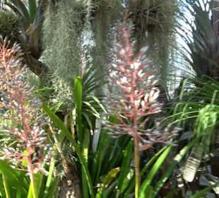 Gewächshäuser Botanischer Garten