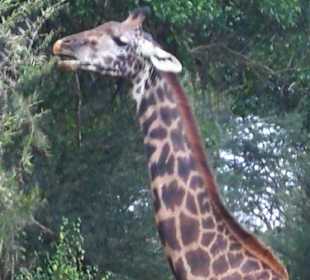 Geführte Touren Marco Polo Tours & Safaris Diani Beach