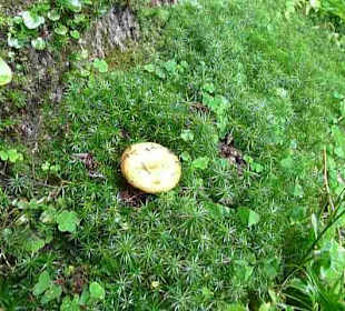 А под ногима грибы и ягоды