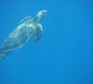  Schildi Hotel Prima Life Makadi Bay