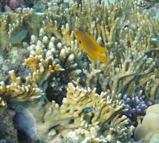 Schnorcheln Marsa Alam