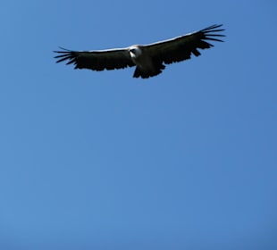 Geier über meinem Kopf