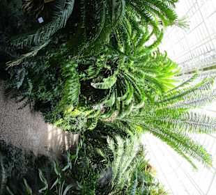 Baumfarne