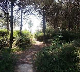 Überall Wege zum Strand
